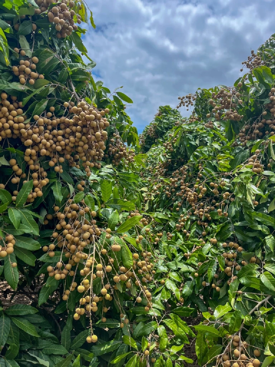 "ผลผลิตลำไยภาคเหนือปี 2568" ทะลุ 1.06 ล้านตัน กำลังออกสู่ตลาด