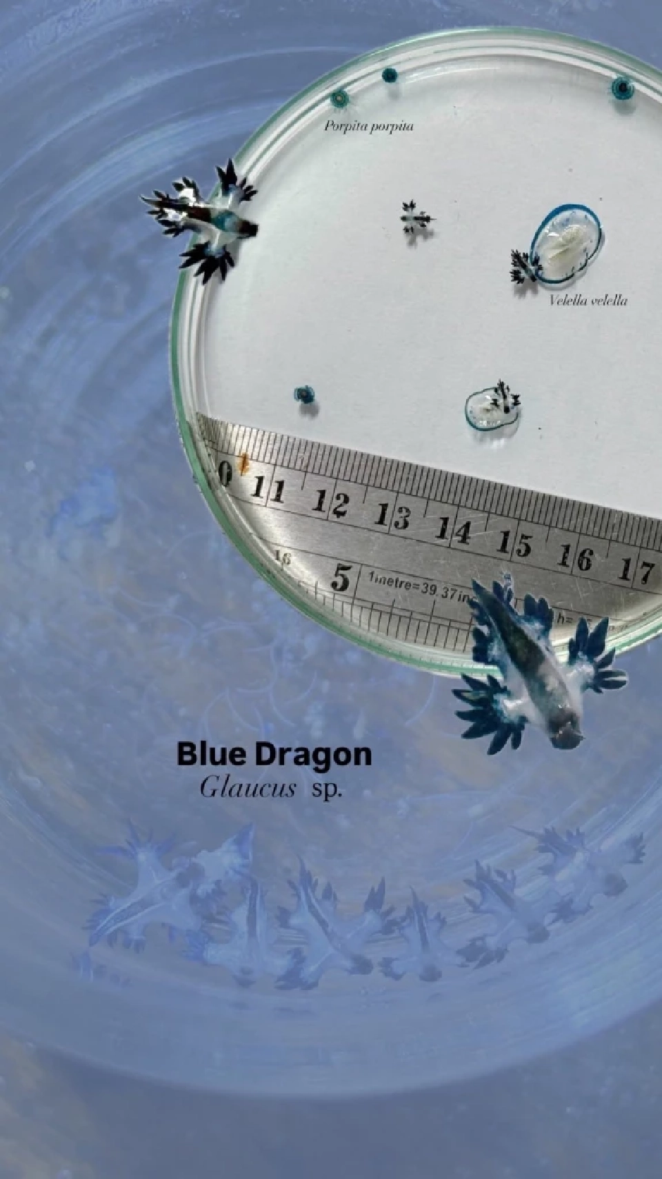 สวยสังหาร &quot;Blue Dragon&quot;ทากทะเลสีน้ำเงิน โผล่หาดกะรน จังหวัดภูเก็ต 