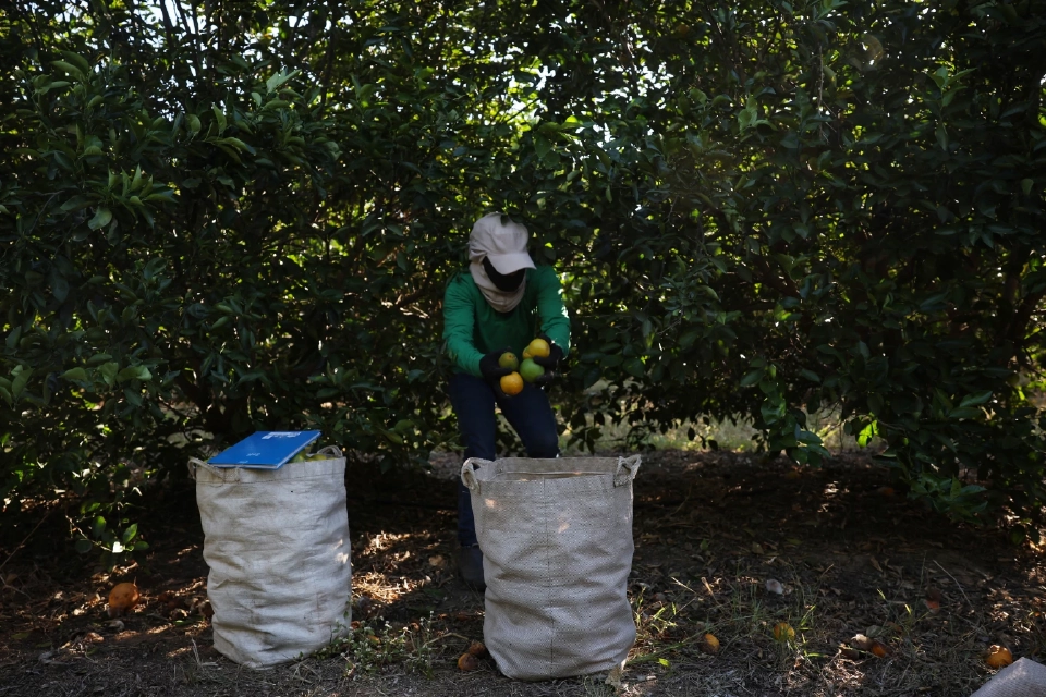 คนงานเก็บเกี่ยวส้มในฟาร์มในเมืองฟอร์โมโซ รัฐมินาสเชไรส์ ประเทศบราซิล วันที่ 16 กรกฎาคม 2568 REUTERS
