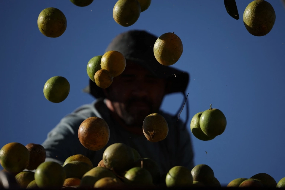 คนงานกำลังบรรทุก ส้ม ลงใน รถบรรทุกที่ฟาร์มแห่งหนึ่งในเมืองฟอร์โมโซ รัฐมีนัสเชไรส์ ประเทศบราซิล เมื่อวันที่ 16 กรกฎาคม 2568 ภาพจาก REUTERS