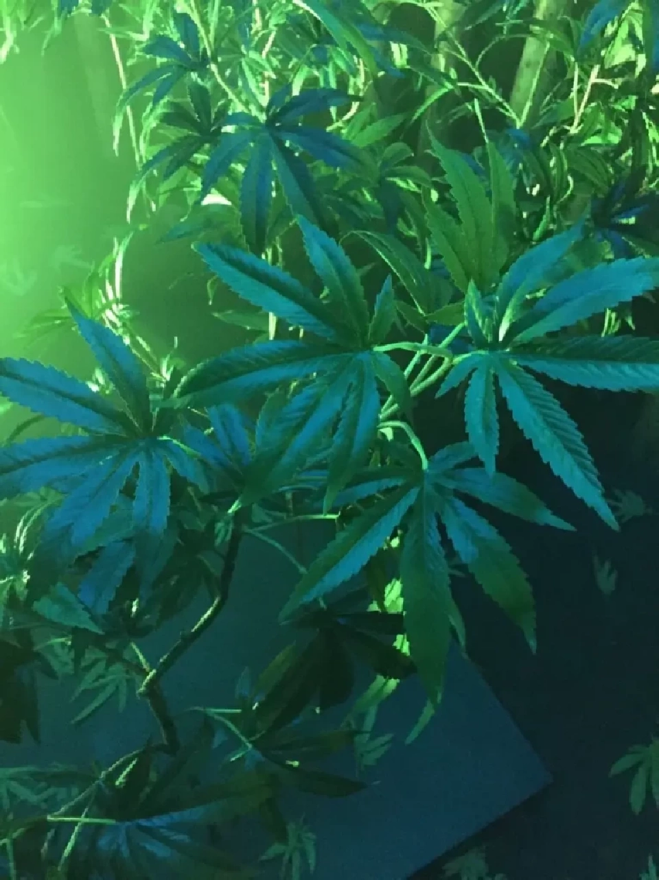 เผยผลการศึกษา "กัญชา” ทางเลือกรักษาปัญหานอนไม่หลับ มีทั้งข้อดี-ข้อเสีย