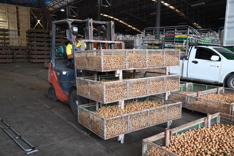 พาณิชย์ ตั้งวอร์รูมแก้ "ลำไยล้นตลาด" คลอดมาตรการระบายผลผลิต 9.5 แสนตัน