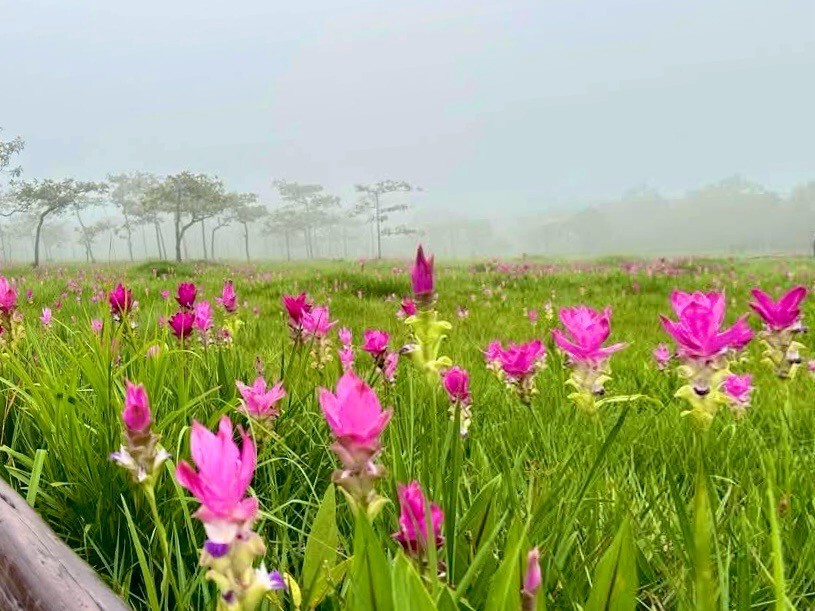 \"ทางหลวง\" เปิดแนวเส้นทางชม \"ทุ่งดอกกะเจียว-2 อุทยาน จ.ชัยภูมิ\"  รับฤดูฝน