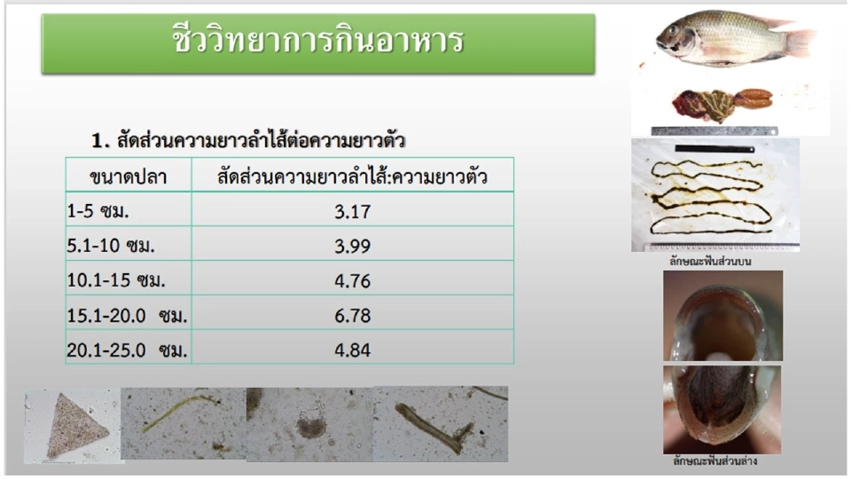 ปลาหมอคางดำ กินพืชเป็นส่วนใหญ่ รู้จักใหม่ "ผู้ร้ายจำเป็น" ในน้ำกร่อย