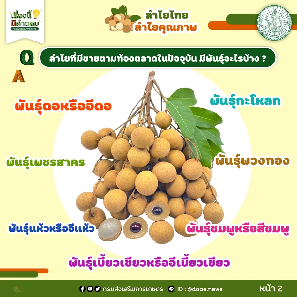 “เงินช่วยเหลือเกษตรกร”  ชาวสวนลำไย จ่อชง ครม. ไร่ละ 1,400  บาทไม่เกิน 10 ไร่