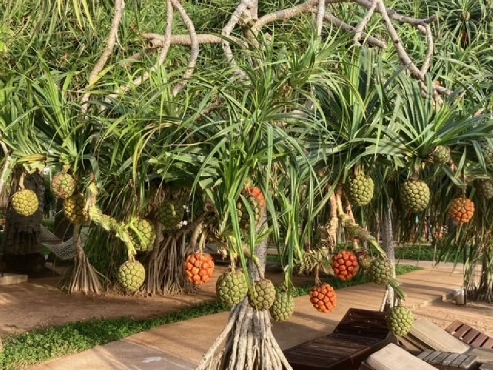 รักสามเศร้า ของ เนียง ด็อฮ ทม