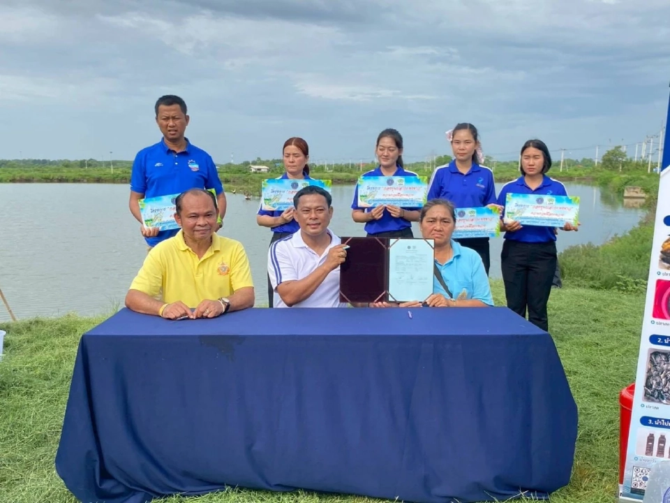 สมุทรสงครามปล่อยปลากะพงขาวกำจัด“ปลาหมอคางดำ”ในบ่อเลี้ยงหอย