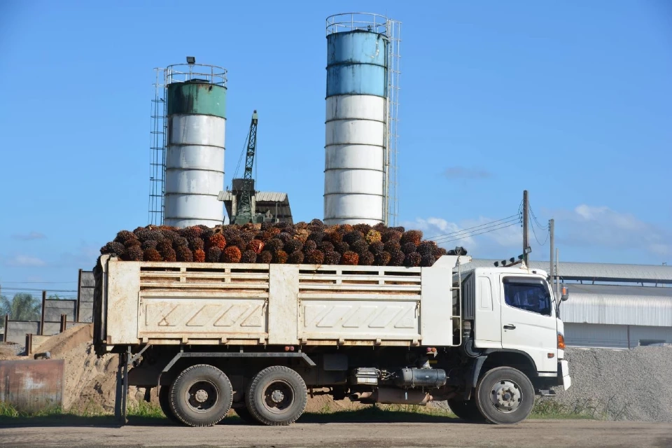 ปาล์มน้ำมันขยับ 5.60 บาท/กก. ชาวสวนเฮไม่ออก-รถติดคิวยาว จำใจขายราคาต่ำ