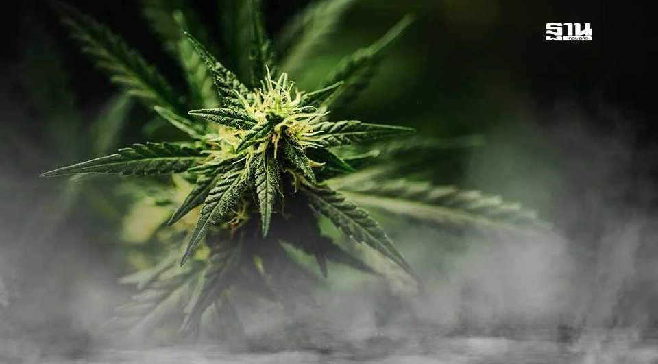 กัญชาต้องมีใบสั่งแพทย์ เตรียมอบรมรองรับร้านกัญชา 1.8 หมื่นแห่ง