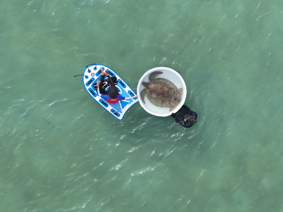 กรมทะเล ตรวจสุขภาพ-ปล่อยเต่าทะเล พร้อมติดอุปกรณ์ดาวเทียม