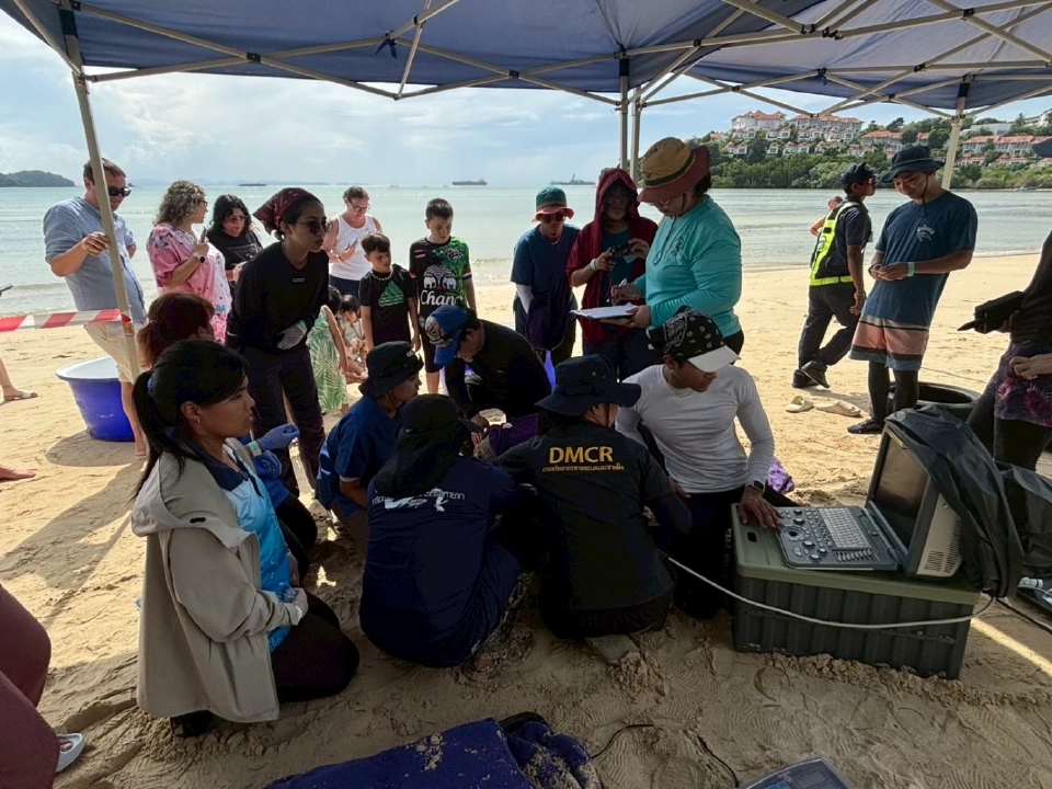 กรมทะเล ตรวจสุขภาพ-ปล่อยเต่าทะเล พร้อมติดอุปกรณ์ดาวเทียม