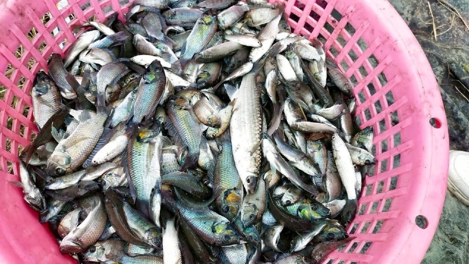 ผู้เชี่ยวชาญชี้ชดเชยกรณี "ปลาหมอคางดำ" ต้องอาศัยหลักฐานที่พิสูจน์ได้