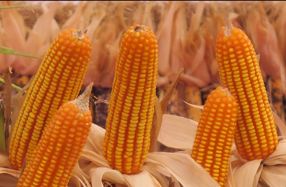 ข้าวโพดวุ่น! อาหารสัตว์ล้มรับซื้อราคาประกัน 9.80 บาท ขอรัฐทบทวนใหม่