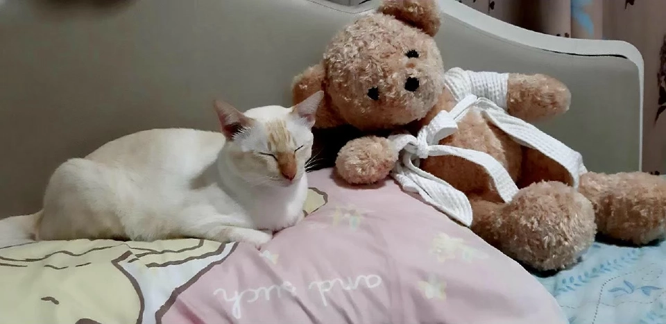 วันนี้ วันแมวโลก 2568  มีที่มาที่ไปอย่างไร เตือนเจ้าของต้องจดทะเบียนสัตว์เลี้ยง