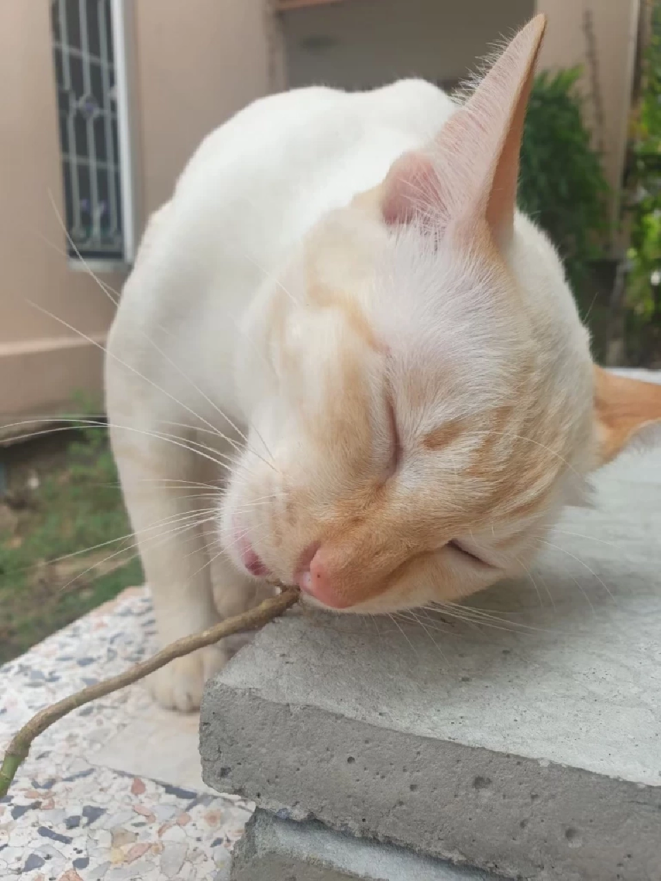 วันนี้ วันแมวโลก 2568  มีที่มาที่ไปอย่างไร เตือนเจ้าของต้องจดทะเบียนสัตว์เลี้ยง