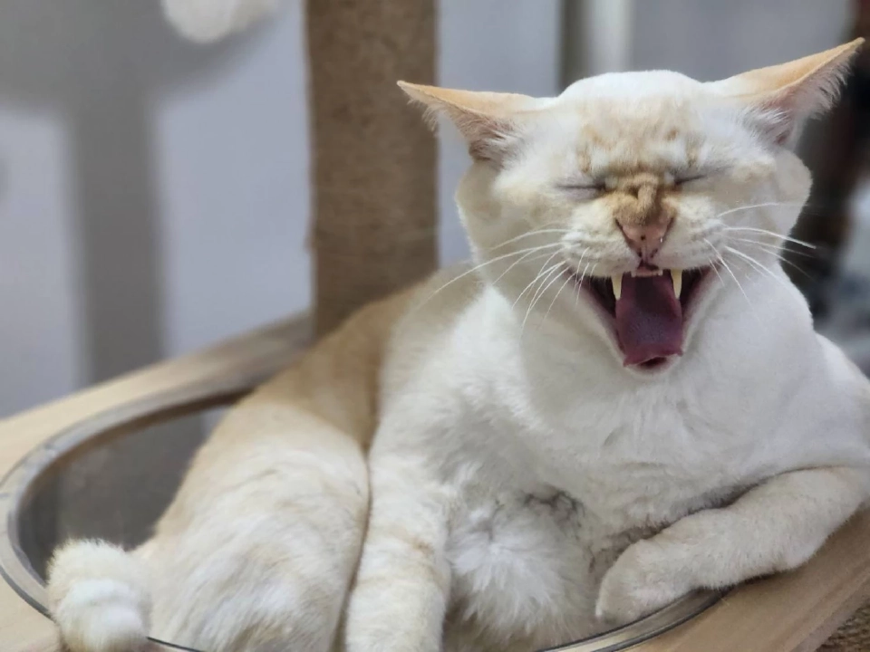 วันนี้ วันแมวโลก 2568  มีที่มาที่ไปอย่างไร เตือนเจ้าของต้องจดทะเบียนสัตว์เลี้ยง