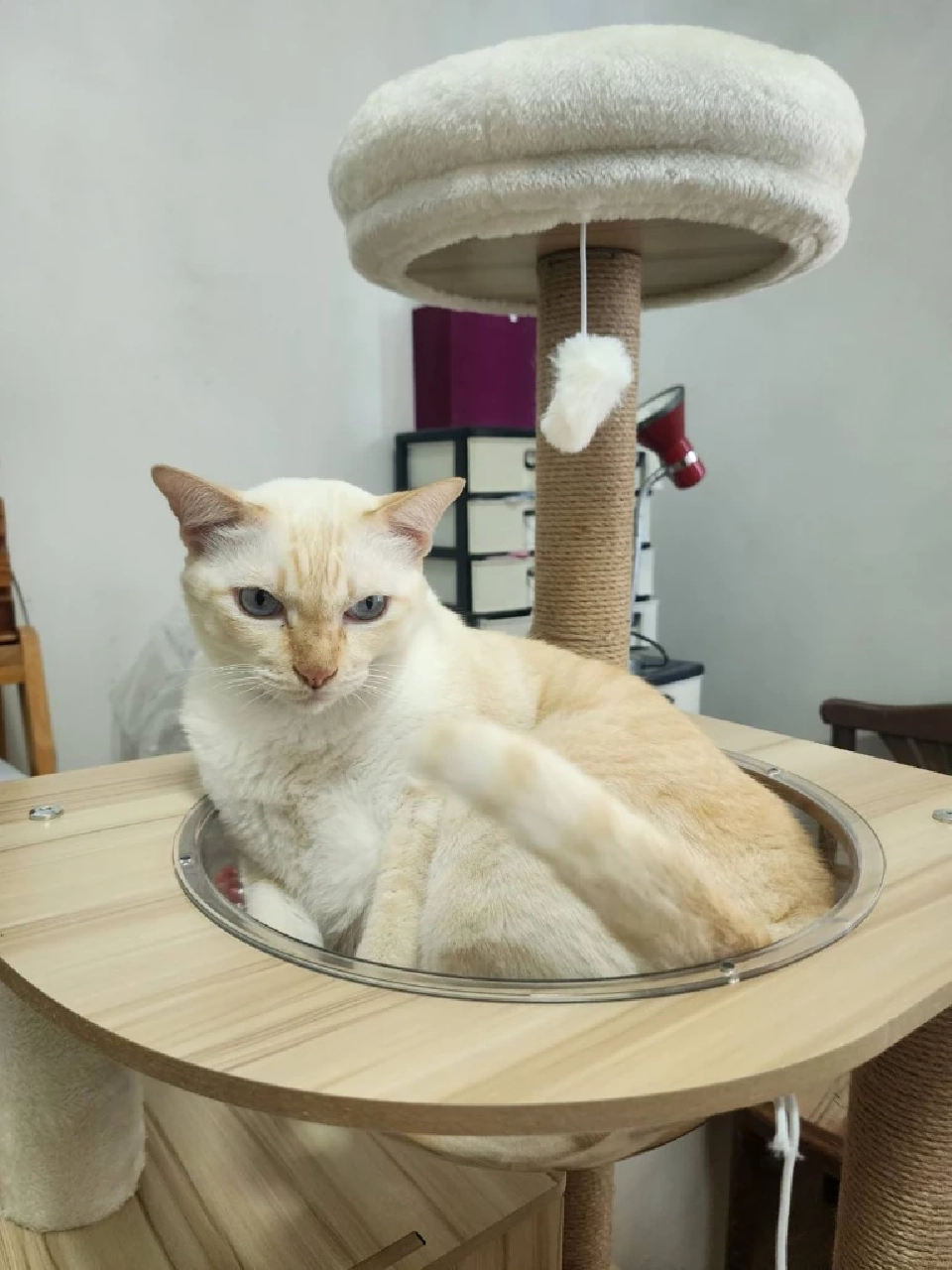 วันนี้ วันแมวโลก 2568  มีที่มาที่ไปอย่างไร เตือนเจ้าของต้องจดทะเบียนสัตว์เลี้ยง