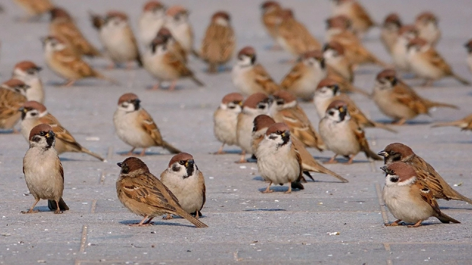 โลกนี้ไม่มีอะไรกระจอก ฉากที่ 10