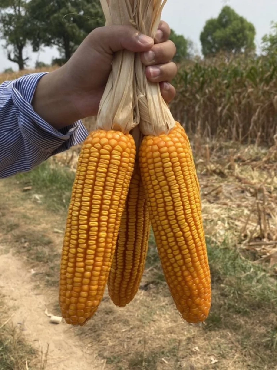 เสียงจากไร่ข้าวโพด : หยุดวงจรราคาตกซ้ำซาก ถึงเวลาปรับตัวสู่การผลิตที่ยั่งยืน