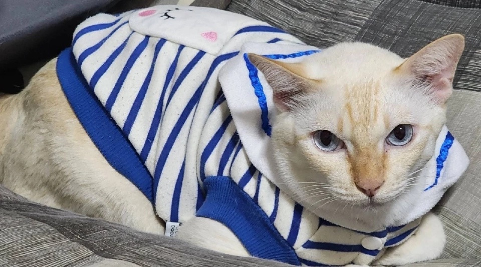 วันนี้ วันแมวโลก 2568  มีที่มาที่ไปอย่างไร เตือนเจ้าของต้องจดทะเบียนสัตว์เลี้ยง