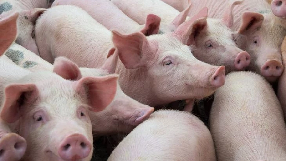 เปิดประตูให้ “หมูสหรัฐ” จุดท้าทายความมั่นคงทางอาหารไทย