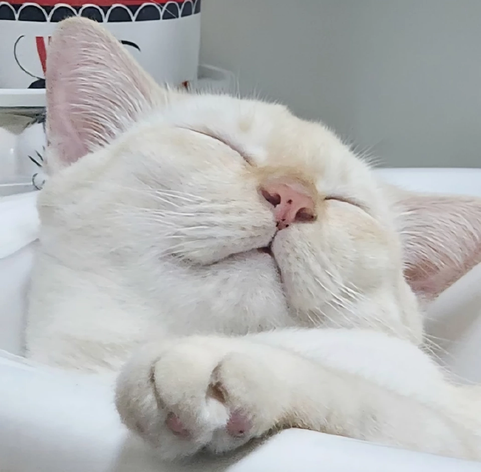 วันนี้ วันแมวโลก 2568  มีที่มาที่ไปอย่างไร เตือนเจ้าของต้องจดทะเบียนสัตว์เลี้ยง