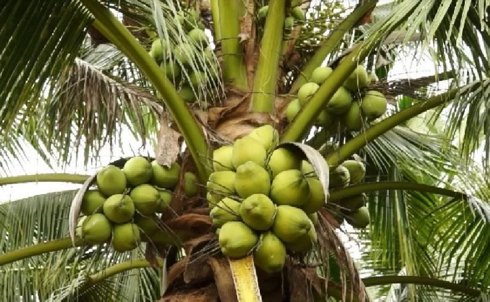 เกษตรฯ งัด 3 หลักสู้ภาษีทรัมป์ 19% ป้องกันเกษตรกรไทย-ต้องไม่ข้ามเส้นกฎหมาย