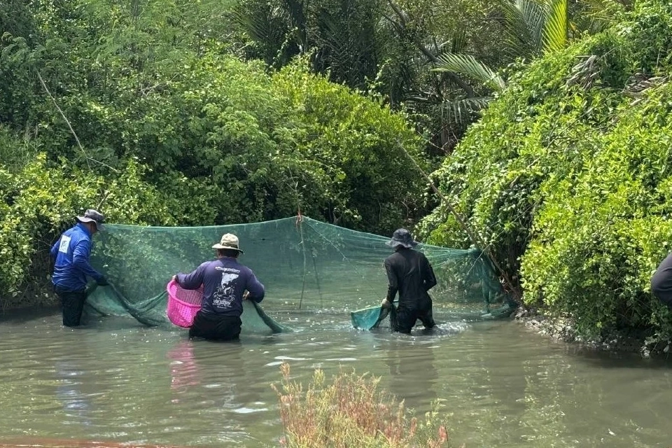 “ปลาหมอคางดำ” กินได้ กำจัดได้ พลิกวิกฤติสร้างรายได้สู่ชุมชนไทย