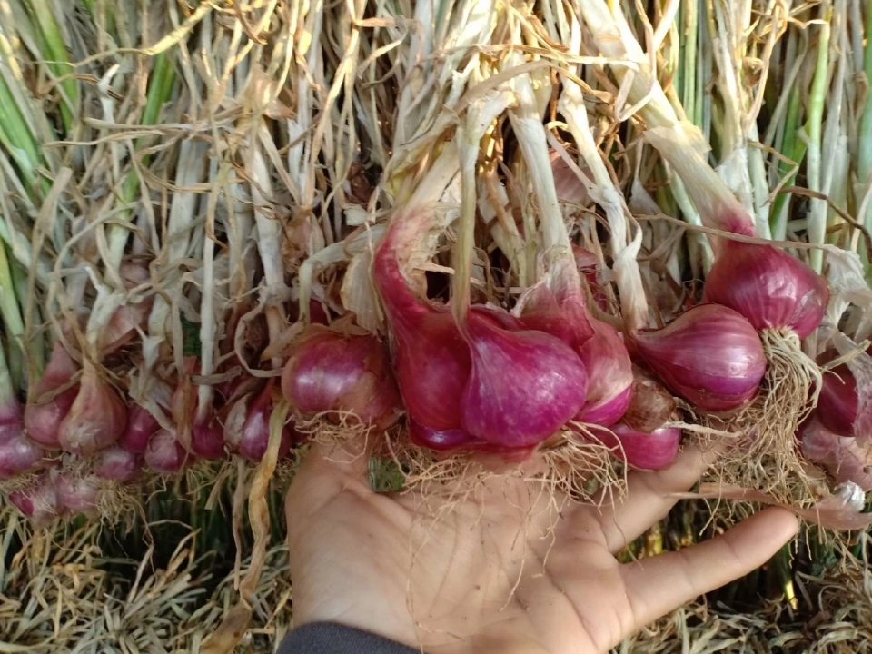 สร้างเงินล้าน 'กลุ่มเกษตรกรชัยภูมิ' ปลูกหอมแดงคุณภาพ