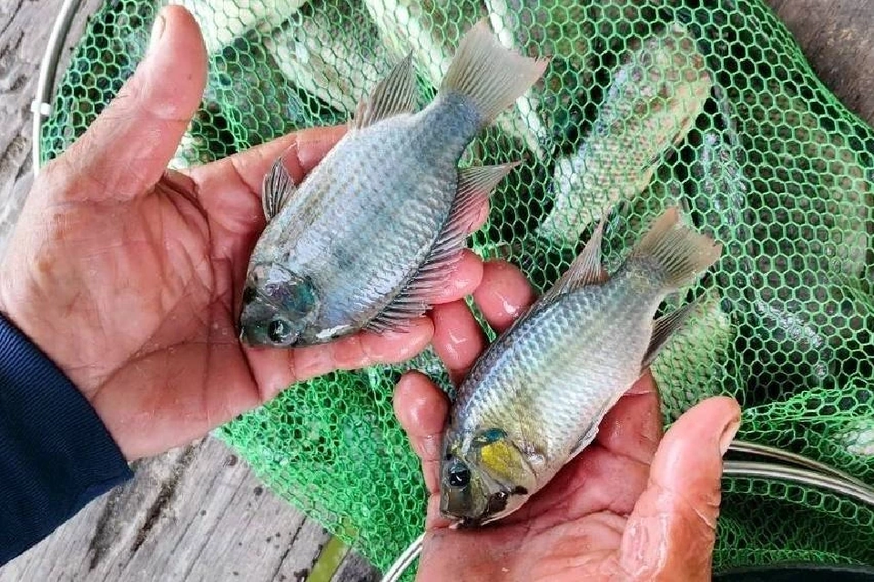 ฉะเชิงเทราโชว์โมเดล“กิน-คุม-ฟื้น”จัดการปลาหมอคางดำ