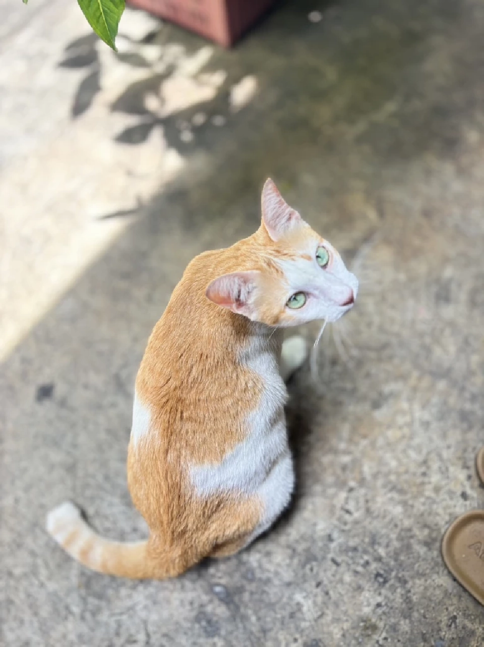 วันนี้ วันแมวโลก 2568  มีที่มาที่ไปอย่างไร เตือนเจ้าของต้องจดทะเบียนสัตว์เลี้ยง