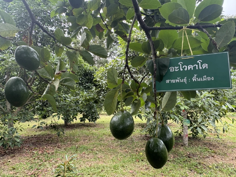 เปิดแล้ว “เทศกาลอะโวคาโด มรกตแห่งขุนเขา” วันที่  8–10 ส.ค.นี้