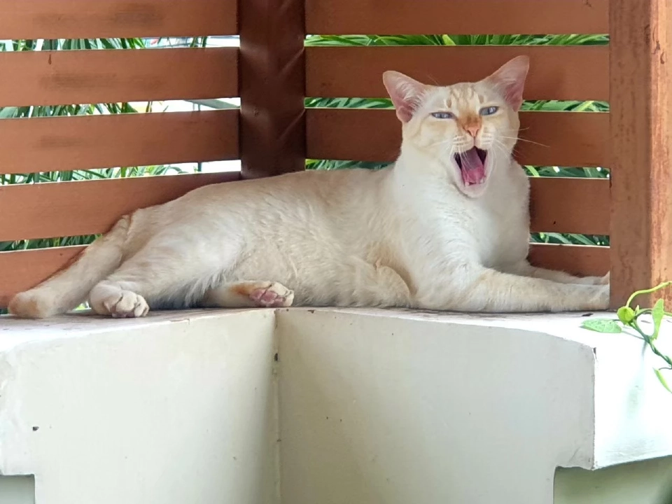 วันนี้ วันแมวโลก 2568  มีที่มาที่ไปอย่างไร เตือนเจ้าของต้องจดทะเบียนสัตว์เลี้ยง