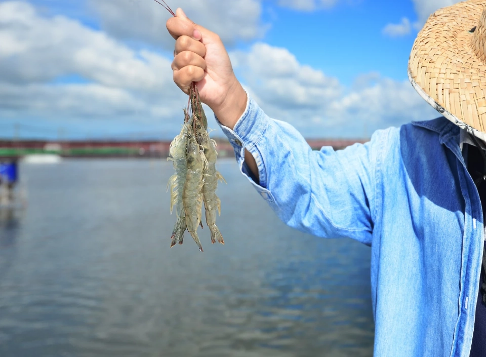 เปิดเกมยั่งยืน TFM เสิร์ฟกุ้งรักษ์โลก หนุนเกษตรกรไทยสู่ตลาดพรีเมียม