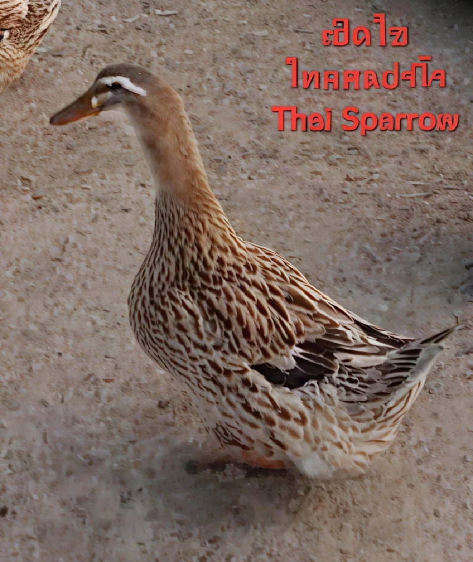 “มานิจฟาร์ม” ดันพันธุ์สัตว์ไทยสู่โลก เป้าส่งออก 80 ล้านตัว/ปี ยอดจองทะลัก