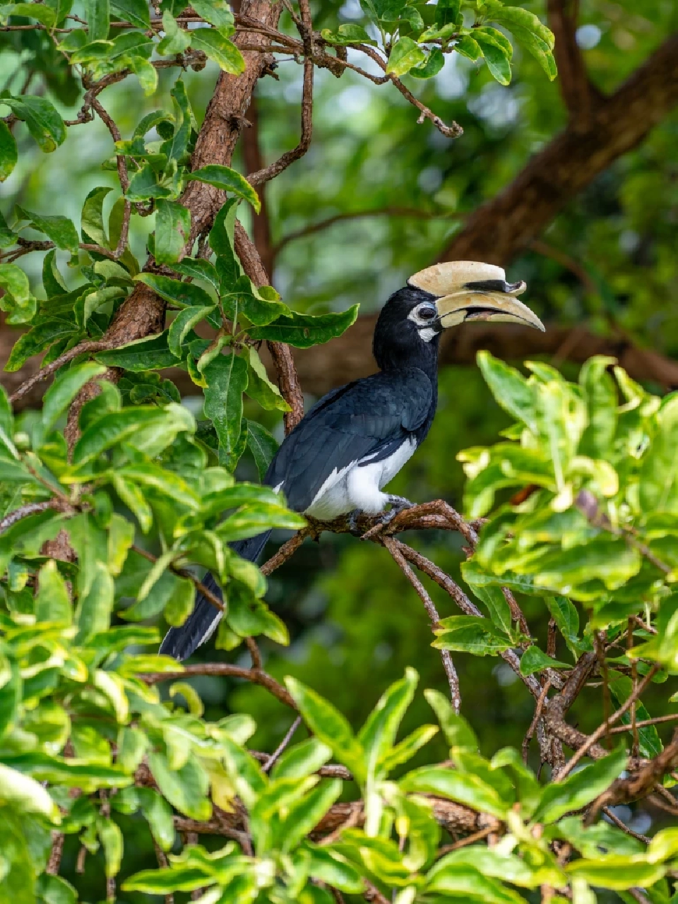 'เดอะ นาคา ไอส์แลนด์ ภูเก็ต' พักผ่อนหรูบนเกาะส่วนตัวอย่างยั่งยืน