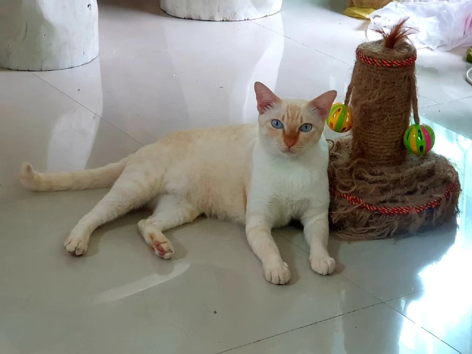 วันนี้ วันแมวโลก 2568  มีที่มาที่ไปอย่างไร เตือนเจ้าของต้องจดทะเบียนสัตว์เลี้ยง