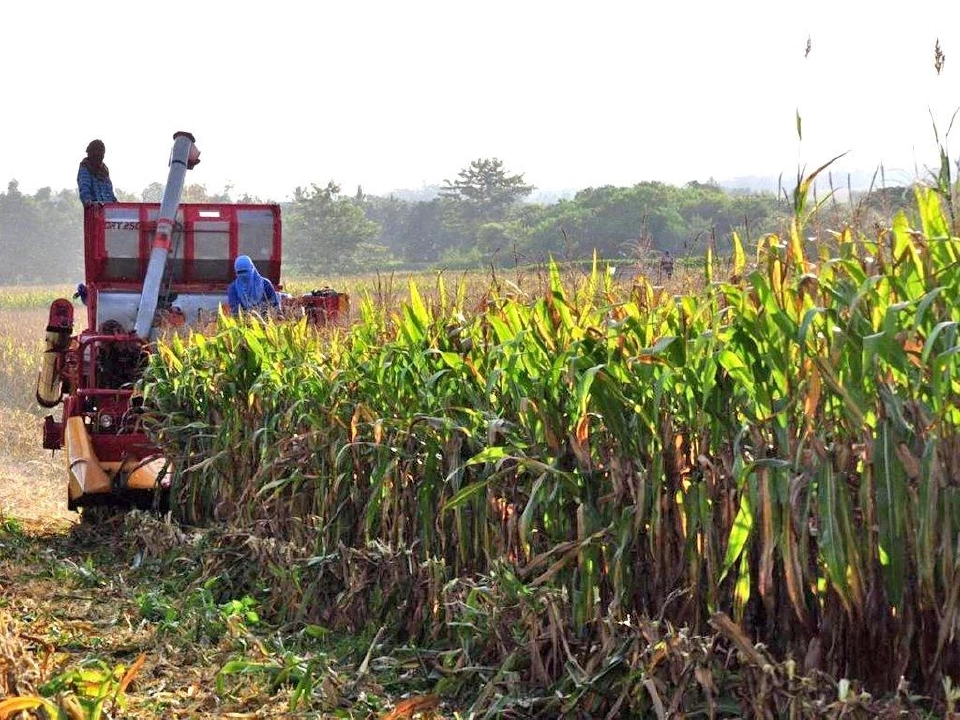 เสียงจากไร่ข้าวโพด : หยุดวงจรราคาตกซ้ำซาก ถึงเวลาปรับตัวสู่การผลิตที่ยั่งยืน