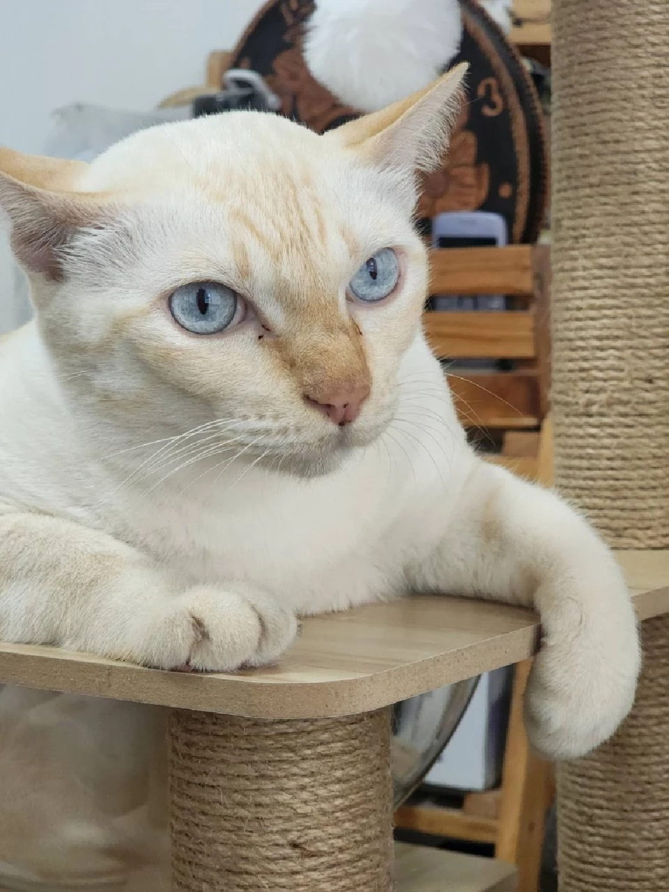 วันแมวโลก 2568