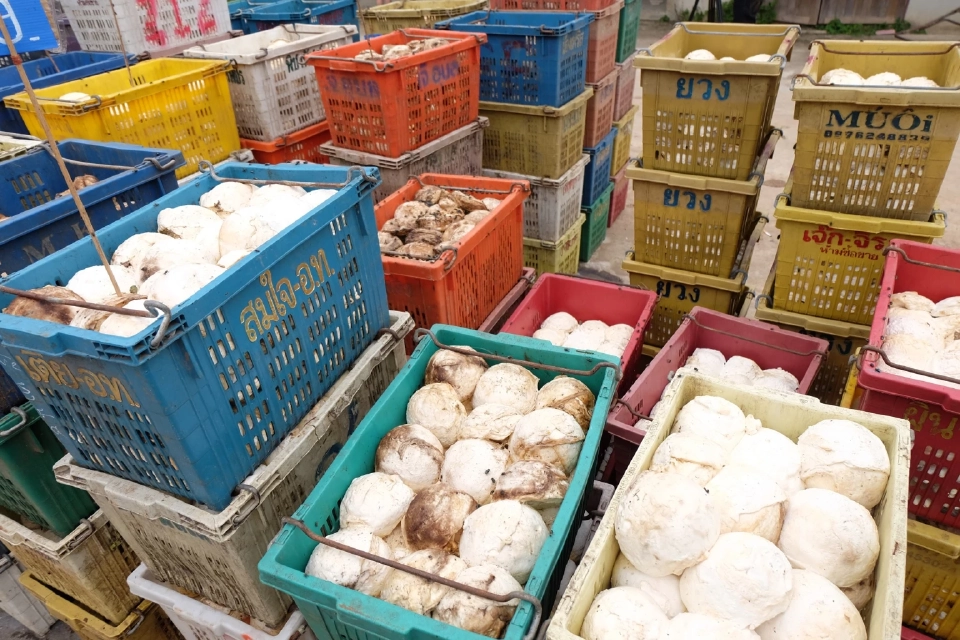 ยางไทยป่วน แรงงานกัมพูชากลับบ้าน ทุบผลผลิตลดลงกว่า 2.1 หมื่นตัน