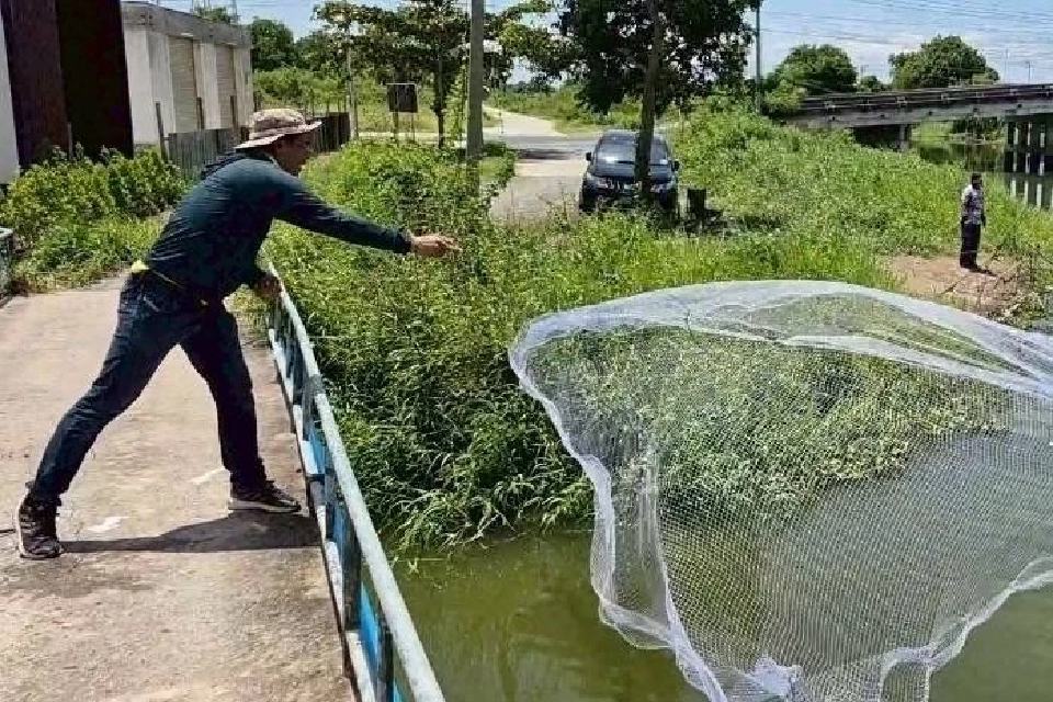 ฉะเชิงเทราโชว์โมเดล“กิน-คุม-ฟื้น”จัดการปลาหมอคางดำ