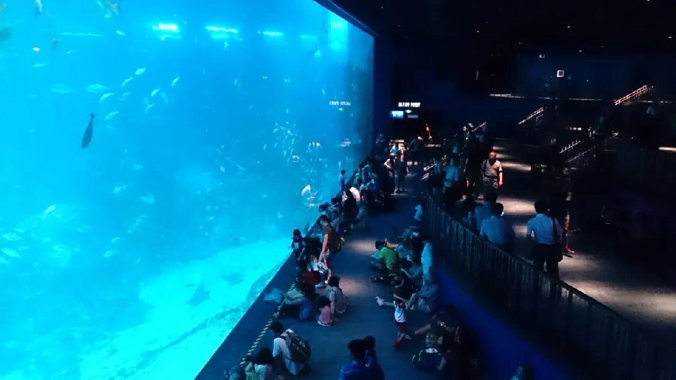 Open Ocean Exhibit