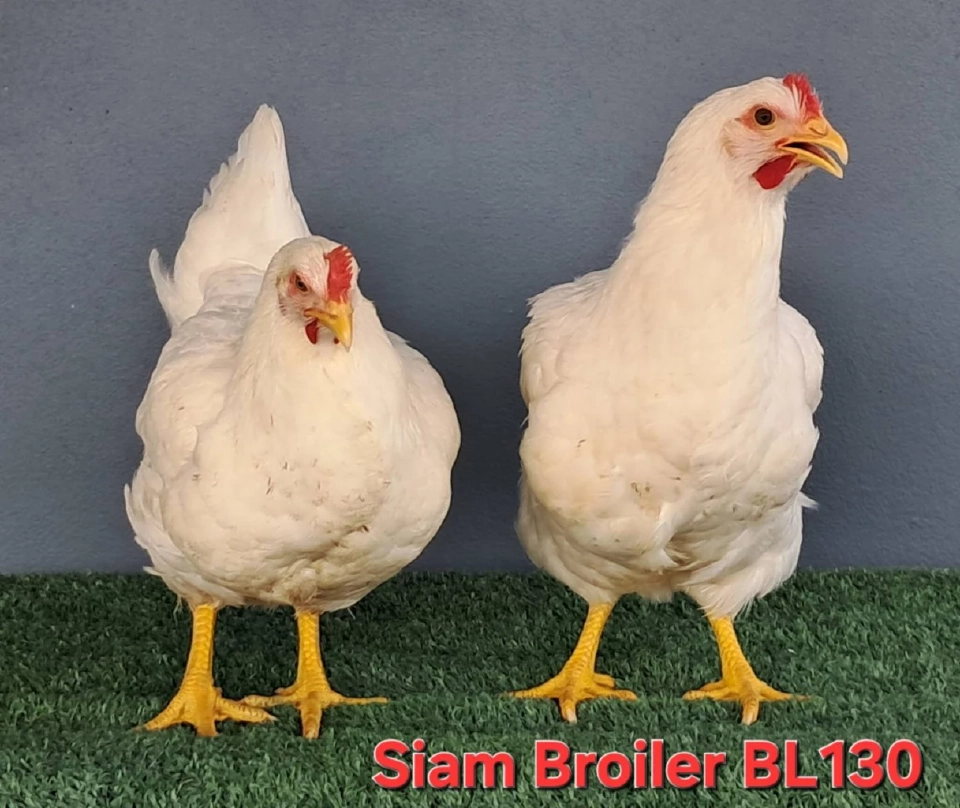 “มานิจฟาร์ม” ดันพันธุ์สัตว์ไทยสู่โลก เป้าส่งออก 80 ล้านตัว/ปี ยอดจองทะลัก