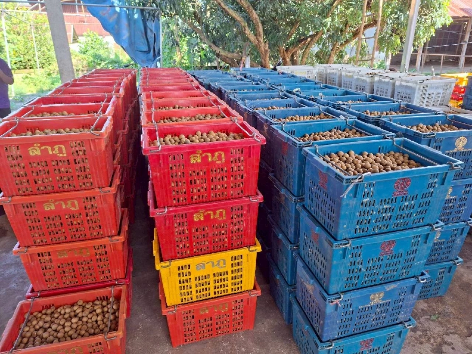 ราคาลำไยภาคเหนือ ขยับขึ้น 8–12 บาท/กก. พาณิชย์ คุมเข้มซื้อขาย