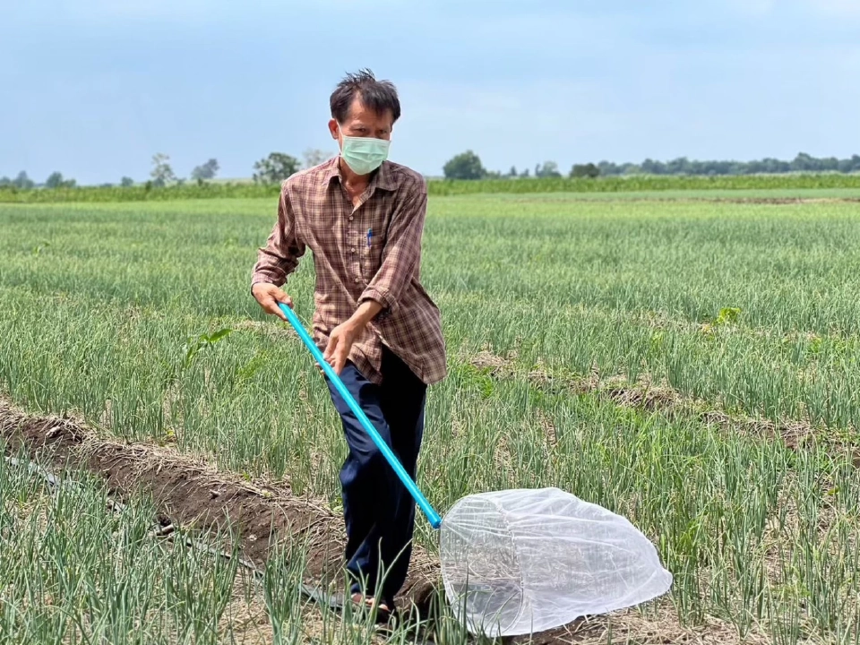 สร้างเงินล้าน 'กลุ่มเกษตรกรชัยภูมิ' ปลูกหอมแดงคุณภาพ