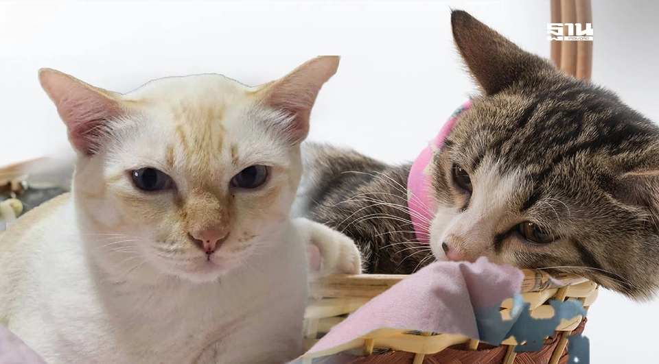 วันนี้ วันแมวโลก 2568  มีที่มาที่ไปอย่างไร เตือนเจ้าของต้องจดทะเบียนสัตว์เลี้ยง