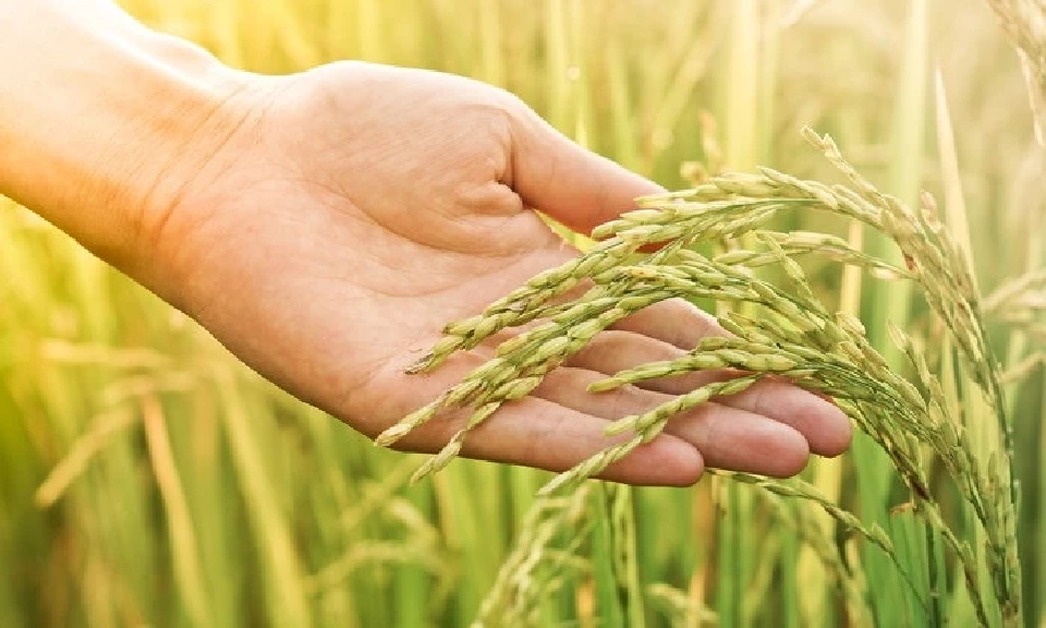 ช็อก! อินเดียเตรียมระบายสต๊อก 20 ล้านตัน ทุบราคาข้าวไทย-ข้าวโลกดิ่งเหว