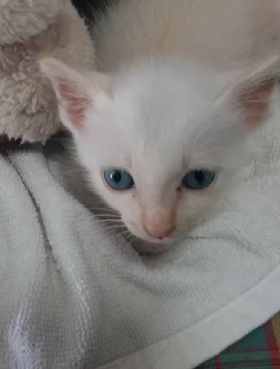 วันนี้ วันแมวโลก 2568  มีที่มาที่ไปอย่างไร เตือนเจ้าของต้องจดทะเบียนสัตว์เลี้ยง