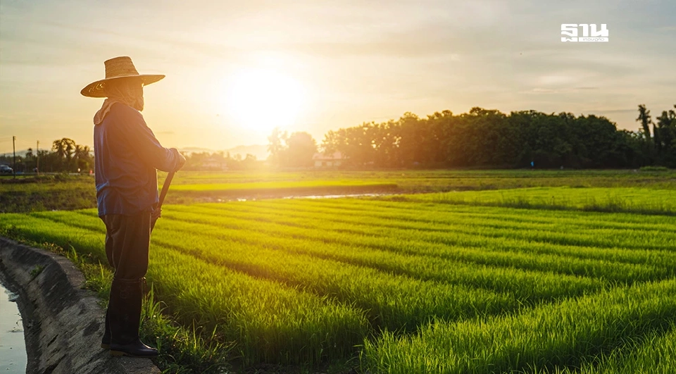 เช็คเงินเยียวยาไร่ละ 1,000  ปี 68/69  ครม.เห็นชอบช่วยเหลือเกษตรกร