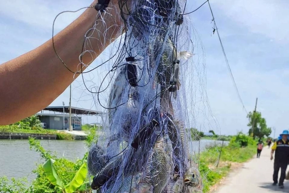 ฉะเชิงเทราโชว์โมเดล“กิน-คุม-ฟื้น”จัดการปลาหมอคางดำ